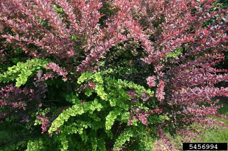Japanese Barberry Plant(s)