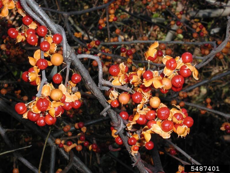 Oriental Bittersweet Fruit(s)